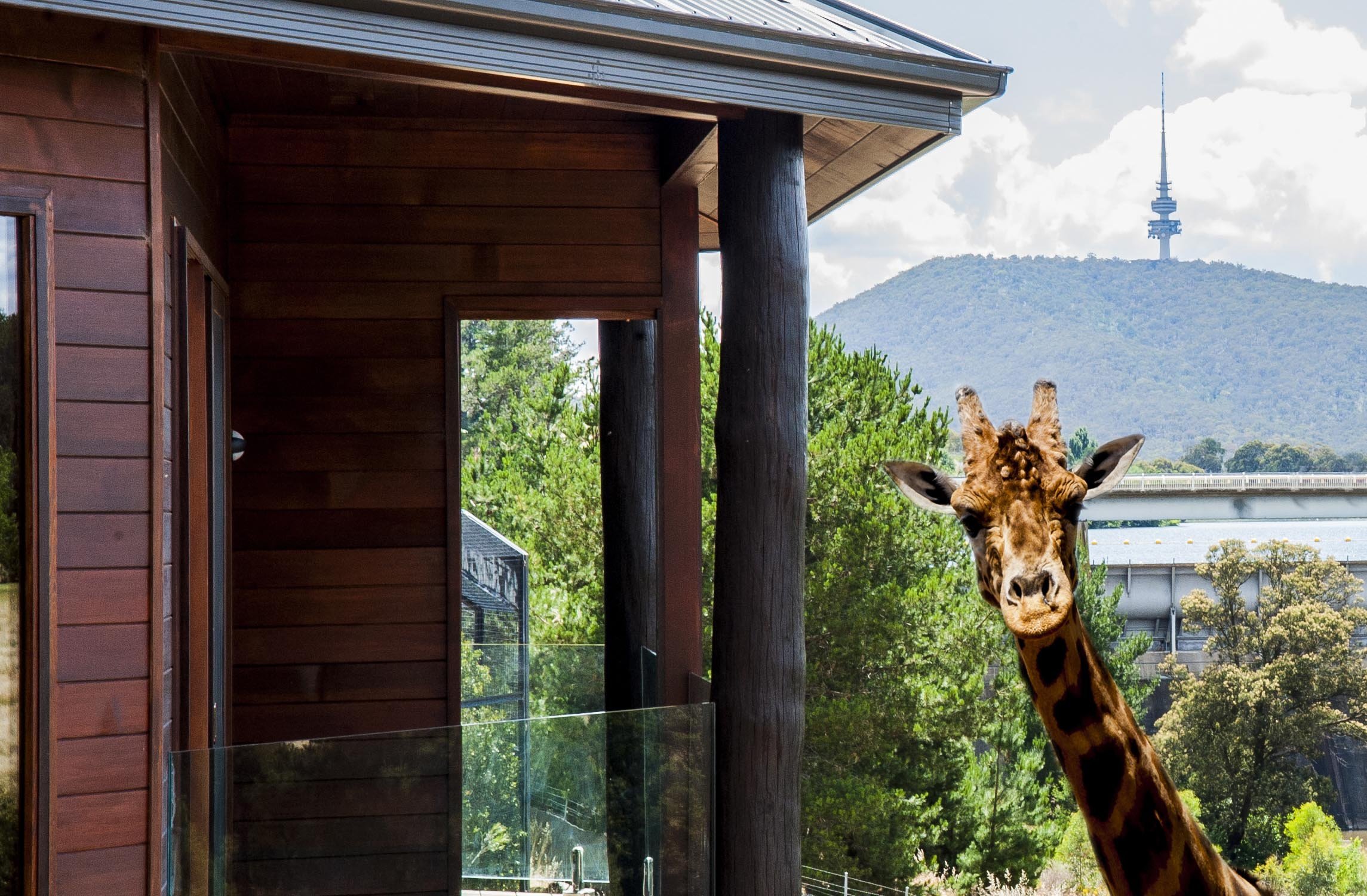 选择"树屋 (Treehouse) "的话游客还能亲自喂食长颈鹿！